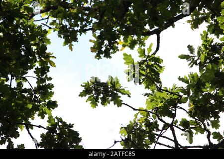 Una fotografia nel bosco che guarda verso il cielo tra rami di un vecchio querce. Cornice natura cielo blu. Foto Stock