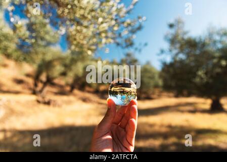 Tenere una palla di vetro verso il campo di olivo in natura. Foto Stock