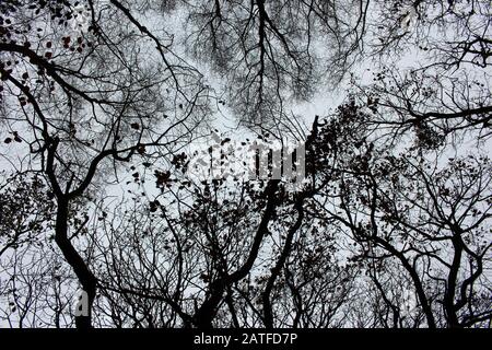 Una fotografia che guarda verso l'alto in un bosco con una convergenza di rami e fogliame in netto contrasto con un cielo coperto grigio Foto Stock