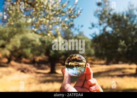 Tenere una palla di vetro verso il campo di olivo in natura. Foto Stock