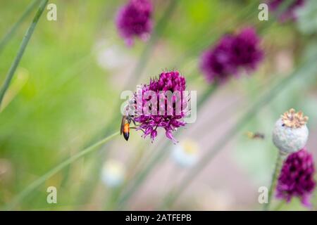 molte api selvatiche raccolgono sul polline d'aglio ornamentale viola per il miele Foto Stock