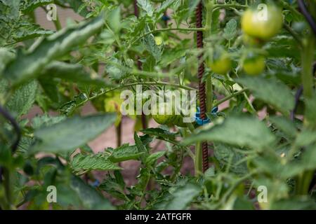 pomodori verdi immaturi coltivati in casa nel giardino sul cespuglio Foto Stock