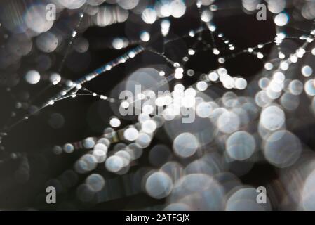 Primo piano di una ragnatela con gocce d'acqua su sfondo nero. Foto Stock