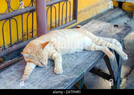 Il gatto dello zenzero senzatetto dorme su una panchina Foto Stock