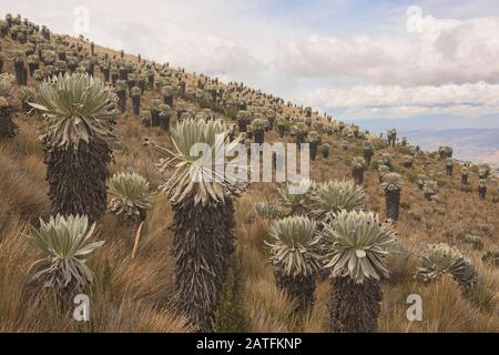 Unica stazione ferroviaria (Espeletia) che cresce sull'alta altitudine Páramo de Oceta Trek, Monguí, Boyaca, Colombia Foto Stock