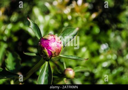 Primo piano di verde rosa peony bocciolo non soffiato e un'acqua potabile formica dalla goccia di rugiada su uno sfondo di foglie. Piccolo insetto nero creep su fiore giovane Foto Stock