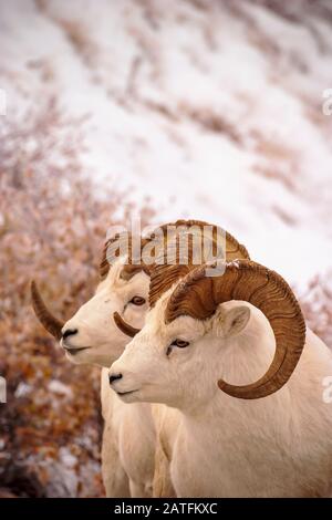 Montoni Di Pecora (Ovis dalli) sulla tundra innevata nel Parco Nazionale di Denali, Alaska Foto Stock