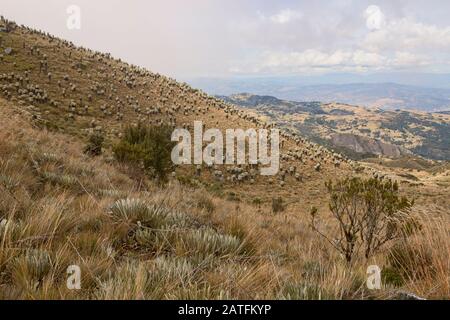 Unica stazione ferroviaria (Espeletia) che cresce sull'alta altitudine Páramo de Oceta Trek, Monguí, Boyaca, Colombia Foto Stock