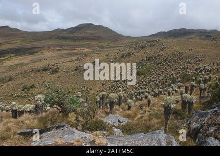 Unica stazione ferroviaria (Espeletia) che cresce sull'alta altitudine Páramo de Oceta Trek, Monguí, Boyaca, Colombia Foto Stock