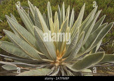 Primo piano della pianta unica di Frailejon (Espeletia) che cresce sulla Páramo de Oceta, Monguí, Boyaca, Colombia Foto Stock