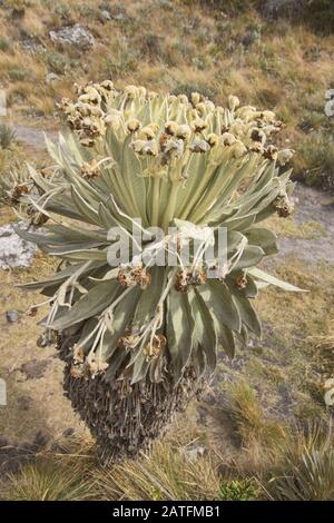 Primo piano della pianta unica di Frailejon (Espeletia) che cresce sulla Páramo de Oceta, Monguí, Boyaca, Colombia Foto Stock