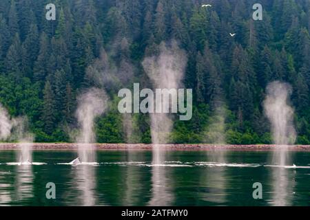 Megattere (Megaptera novaeangliae) Pod di megattere che si nutrono e giocano nello stretto di Icy. Diverse balene che soffiano contemporaneamente. Foto Stock