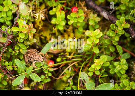 Wood Frog (Rana sylvatica) sulla tundra subartica nel Parco Nazionale di Denali, Alaska Foto Stock