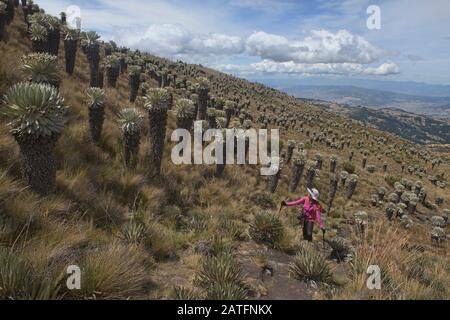 Trekking tra i ferraejones in alta quota Páramo de Oceta trekking, Monguí, Boyaca, Colombia Foto Stock