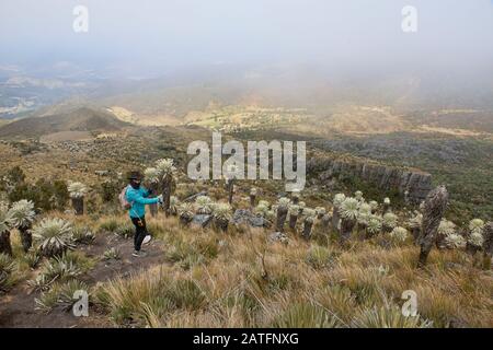 Trekking tra i ferraejones in alta quota Páramo de Oceta trekking, Monguí, Boyaca, Colombia Foto Stock