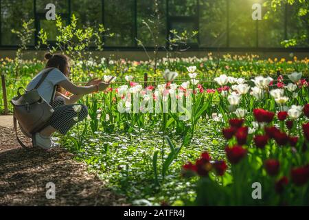 Tulipani rosa di diverse varietà, sfondo prato primavera, campo di tulipani. Foto Stock