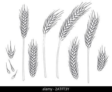 Set di guglie mature di grano e grani di grano piatto vettore illustrazione isolato su sfondo bianco stile contorno Illustrazione Vettoriale
