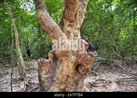 Tetrameles nubiflora è il famoso albero di sterco che cresce nelle rovine del tempio di Ta Prohm in Cambogia Foto Stock