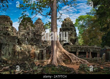 Tetrameles nubiflora è il famoso albero di sterco che cresce nelle rovine del tempio di Ta Prohm in Cambogia Foto Stock