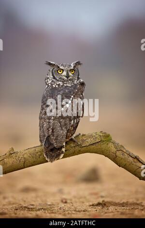 L'aquila-gufo macchiato (Bubo africanus), anche chiamato aquila-gufo macchiato africano e l'aquila-gufo africano, è una specie media di gufo Foto Stock