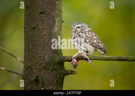 Little OWL (Athene noctua) è un uccello che abita gran parte delle zone temperate e calde d'Europa, Asia orientale alla Corea, e Nord Africa. Foto Stock
