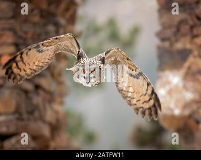 L'aquila-gufo eurasiatico (Bubo bubo) è una specie di aquila-gufo che risiede in gran parte dell'Eurasia. Si chiama anche il gufo europeo e in Europa Foto Stock