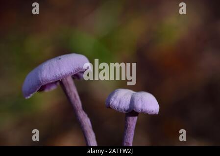 Due piccoli funghi viola crescono su uno sfondo verde con molto spazio per il testo nella foresta Foto Stock