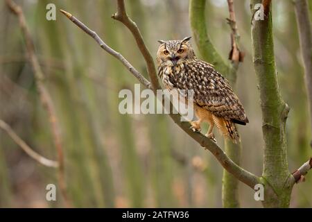 Il gufo-aquila indiano, anche chiamato il gufo-aquila di roccia o l'aquila-gufo di Bengala (Bubo bengalensis), è una specie di grande gufo cornuto limitato all'India Foto Stock