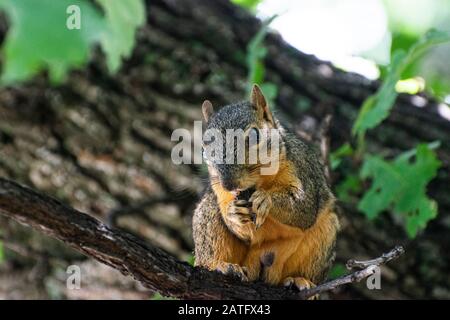 Closeup di un simpatico scoiattolo Fox seduto su un ramo in un albero di quercia e mangiare un ghianda o qualche altro tipo di dado che sta tenendo nel suo poco fuzzy Foto Stock