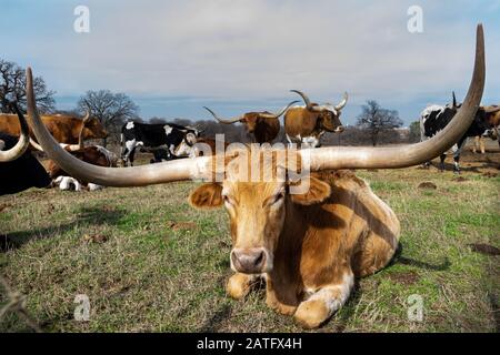 Una vacca di Longhorn marrone chiaro che si trova nell'erba di un pascolo di ranch mentre altri membri dell'allevamento si trovano o riposano sullo sfondo. Foto Stock