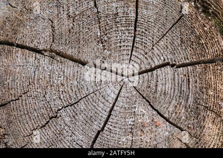 Una fetta di un vecchio albero con anelli concentrici annuali e una spaccatura nel centro. La trama del vecchio albero. Foto Stock