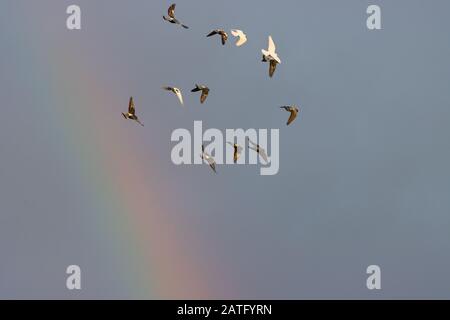 colombe volare contro un cielo blu e arcobaleno Foto Stock