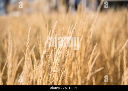 Qualche erba a Vienna, in Austria Foto Stock