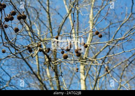 Trama della planetree di Londra (Platanus x acerifolia) conosciuta anche come aereo di Londra o aereo ibrido. Foto Stock