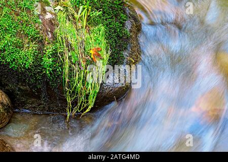 Safe Landing è una fotografia di una foglia di acero atterrato in modo sicuro su un groppa di erba bagnata su un masso a Kanaka Creek, Maple Ridge, British Columbia, Canada. Foto Stock