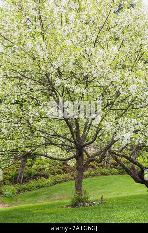 Malus domestica - alberi comuni di mele in fiore e prato verde in pendenza in giardino cortile in primavera, le Jardin de Francois giardino, Quebec, Canada Foto Stock