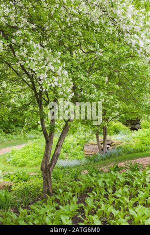 Malus domestica - albero comune di mele sotto-piantato con Hosta 'Royal Standard' e mulch sentieri nel giardino cortile in primavera, le Jardin de Francois Foto Stock