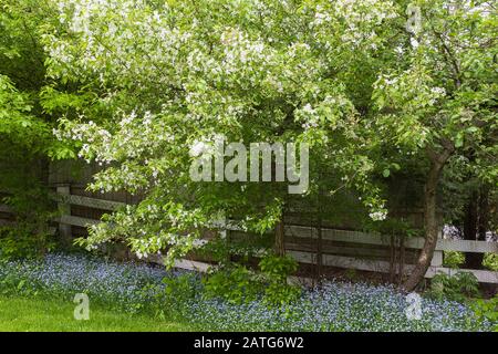 Malus domestica - albero comune di mela sottopiantato con Myosotis blu - Forget-Me-non fiori in giardino cortile in primavera, le Jardin de Francois Foto Stock