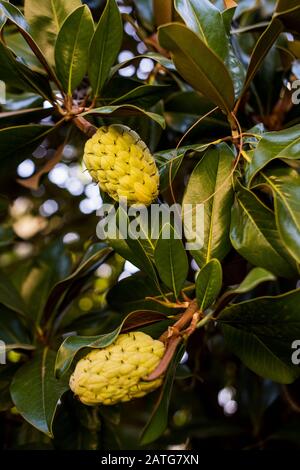 Magnolia Tree con grandi semi conelike Foto Stock