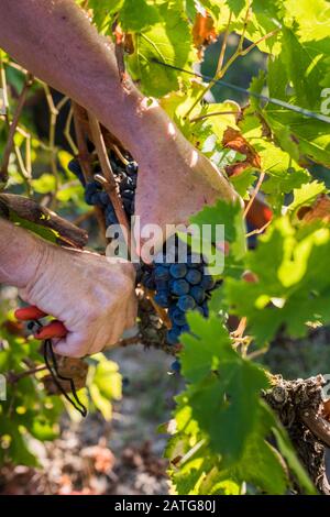 Uve Sangiovese raccolte Foto Stock