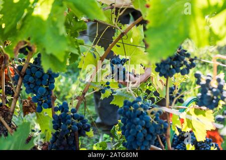 Uve Sangiovese raccolte Foto Stock