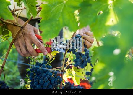 Uve Sangiovese raccolte Foto Stock