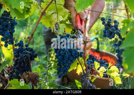 Uve Sangiovese raccolte Foto Stock