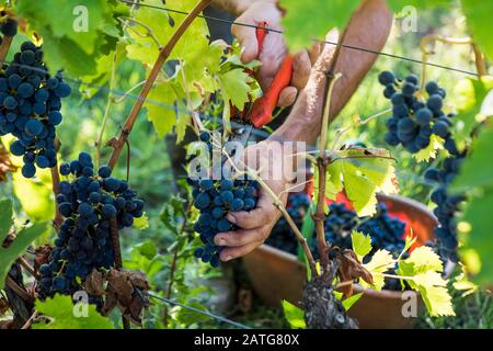 Uve Sangiovese raccolte Foto Stock