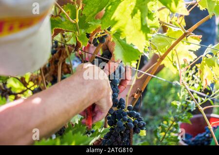 Uve Sangiovese raccolte Foto Stock