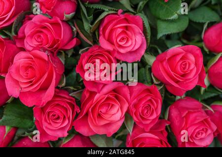 Vista ravvicinata di varie rose di colore rosso e rosa che fioriscono sullo sfondo del fiorista. Vivido Pantone fiore in fiore. Rose in fiore per San Valentino. Foto Stock