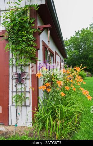 Orange Hemerocallis - Daylily, arrampicata Wisteria brachybotrys 'shiro Kapitan' su tralicci di legno, viola Lobelia in cesto sospeso su vecchio fienile di legno Foto Stock