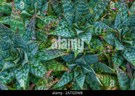 Aloe, Aloe Maculata, Polygonum Capitatum, Fern Canyon Garden, Mill Valley, California Foto Stock