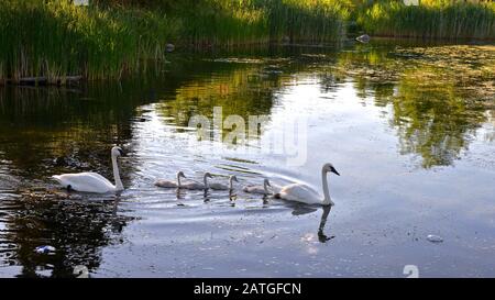 Swan famiglia riunione con una riflessione su uno stagno Foto Stock