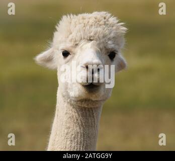 Un alpaca molto carino e giovane con pile bianche guarda direttamente nella fotocamera. Foto Stock